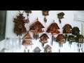 All the sounds my large collection mechanical cuckoo clocks black forest tutti i miei orologi cucù