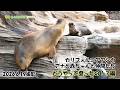 【東山動植物園公式】カリフォルニアアシカの赤ちゃん~どうやって登ったの?~《 カリフォルニアアシカ アシカ 》