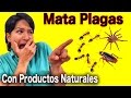 Como Acabar Con Las Plagas Usando Productos Naturales - Tips Caseros - DIY