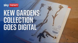 Historic Kew Gardens collection goes digital