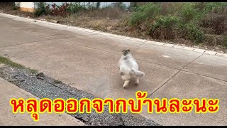 สัญชาตญาณหมาไซบีเรียนอยากหลุดออกจากบ้าน แต่อ้วนไง