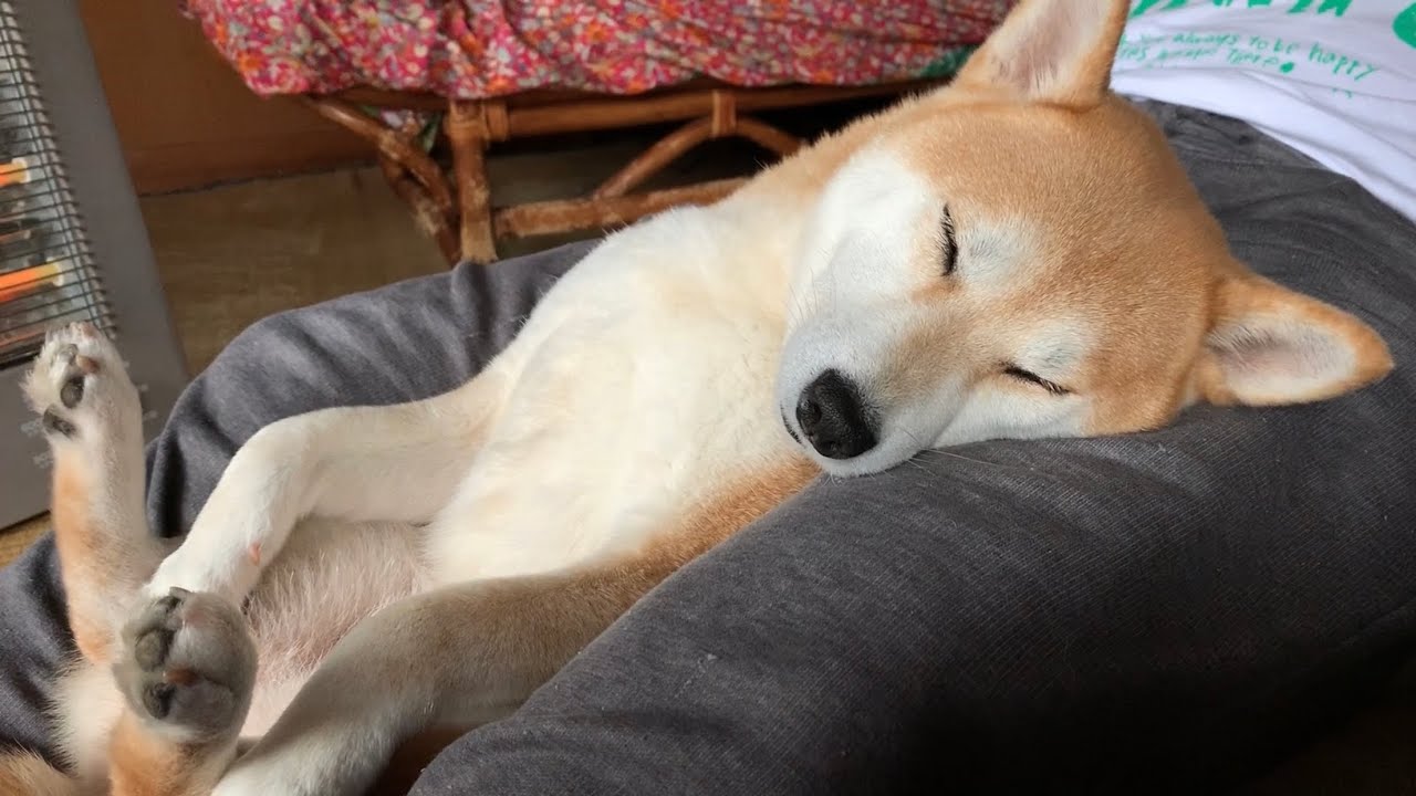 君かわうぃー寝 愛犬の寝姿が無防備すぎる Funny Dog Sleeping Youtube