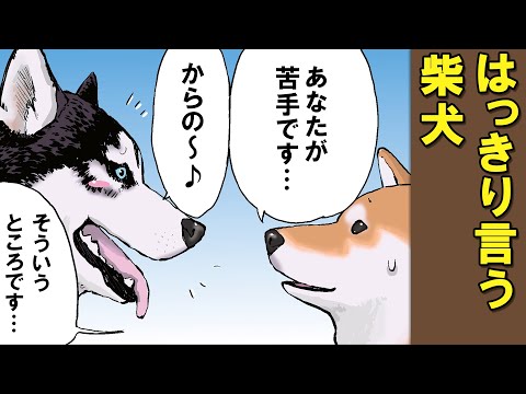 はっきりと思いを伝えることにした柴犬【アニメ】【漫画】