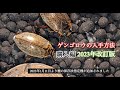 ゲンゴロウの入手方法　購入編　2023年改訂版