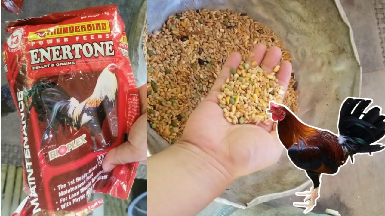 Good Chicken Maintenance /Pang Pabuka ng Katawan ng Manok Panabong vlog