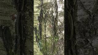 Brown-Eyed Cheburashka Peers Out From A Crate Of Oranges Between Black-Eyed Devil And Green Gorynych