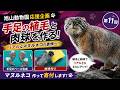 ⑪マヌルネコを作るぞ！旭山動物園応援企画！