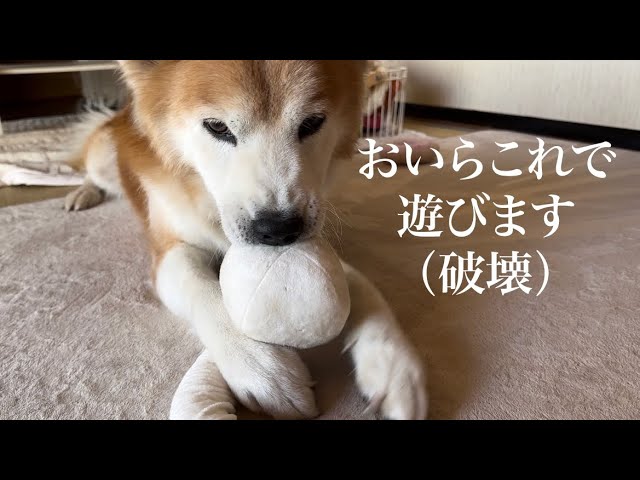 久しぶりの破壊を楽しむ福丸【編集なし】 - YouTube