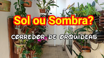 Qual o melhor ambiente para cultivar orquídeas?