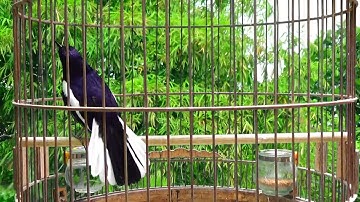 Chòe Than Hót Chuẩn GIỌNG NÚI RỪNG Kích Chòe Than Hót Đấu Luyện Choè than HÓT HAY choe than#choethan