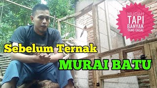 beternak murai batu medan