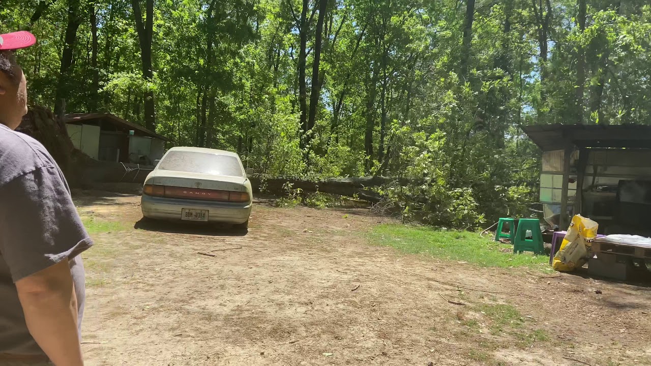 Massive tree uprooted by a winch - YouTube