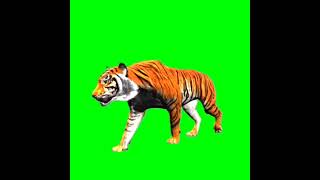 Tiger Green Screen