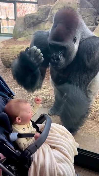 Cute Baby Laughs Hysterically at Gorilla 😆🐵 | Zoo Visitors Can’t Stop Laughing
