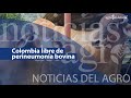 Actualidad agropecuaria - OMSA certifica a Colombia libre de perineumonía bovina + NDA