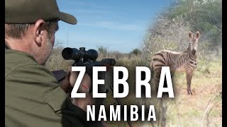 Jakt efter zebra i Namibia