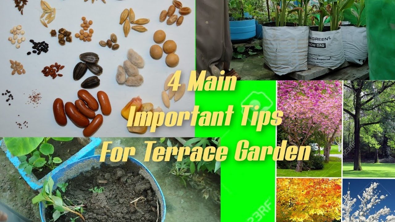 4️⃣ Main Important Tips For Terrace Garden 😊💚💚 - YouTube