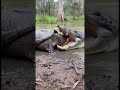 Ancient Reptile War: Alligator vs Snapping Turtle  #shortsfeed #wildlife #animalfight