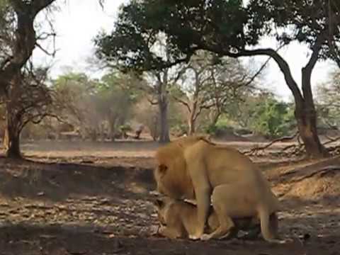 Lion Porn Lion Porn