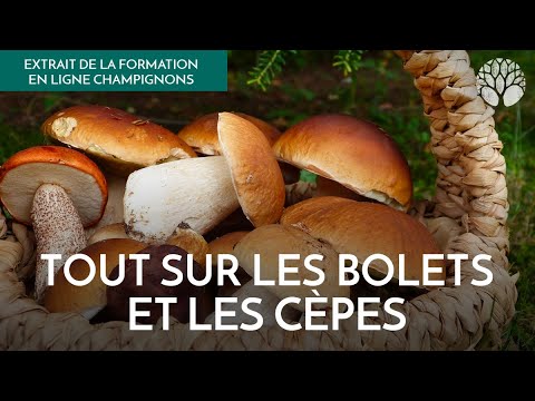 Vidéo: Comment identifier les faux cèpes ?