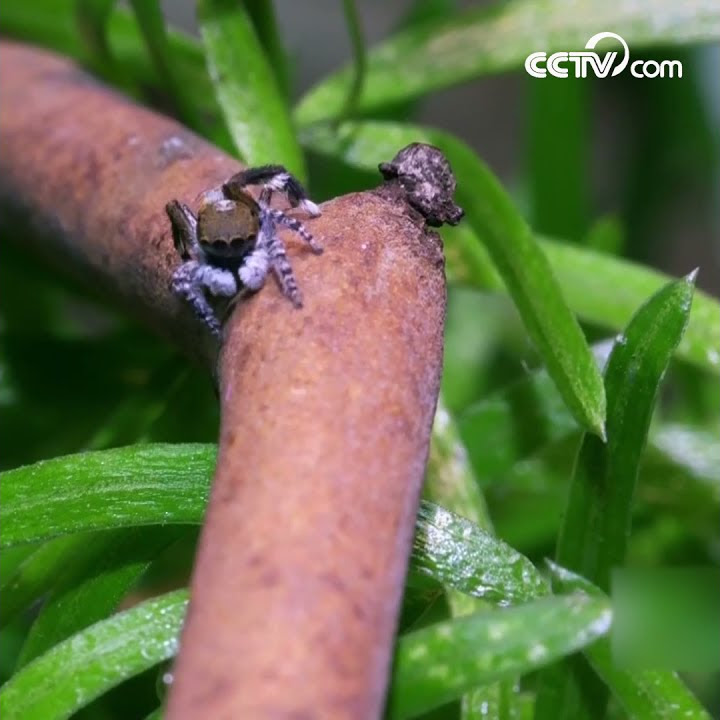 Peacock spider dances for love| CCTV English
