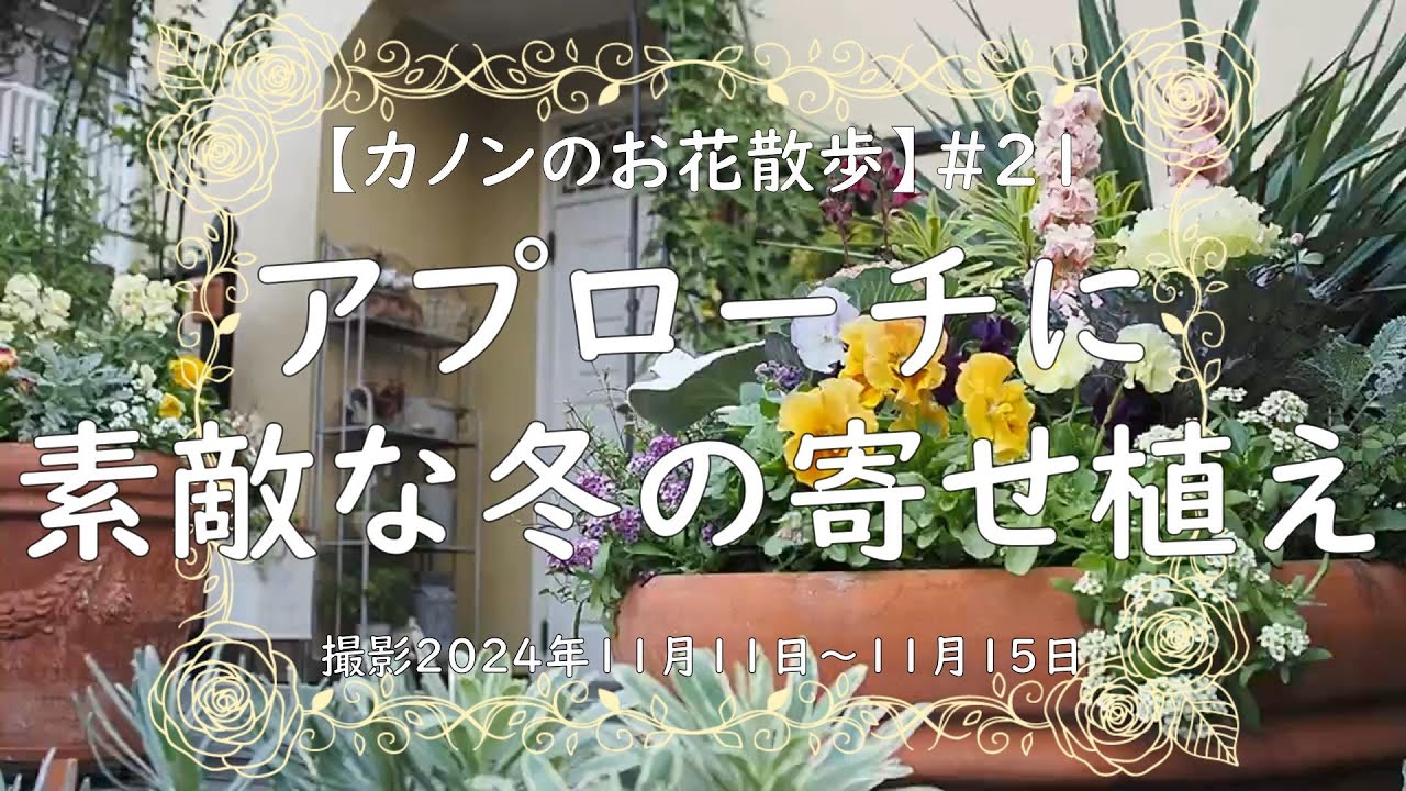 21 40センチの大鉢3個に冬の寄せ植えをしました。ハボタン、ストック