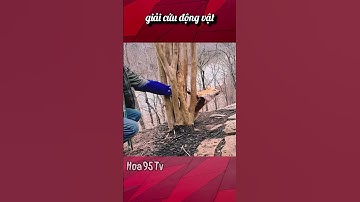 Anh chàng tốt bụng giải cứu cáo cam bị kẹt chân ❤