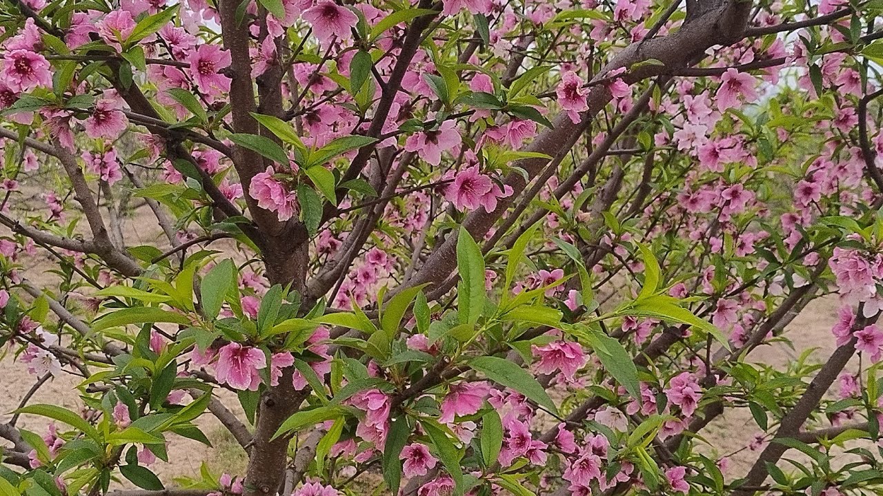 #kisan_leader_nursery