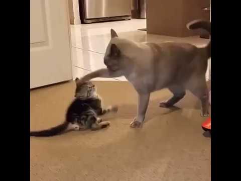 Котенок пристает к взрослому коту | cat wanna play with big cat