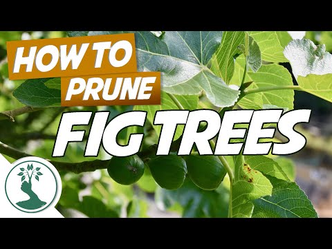 Video: Pruning Fig Trees - Kailan Ko Mapupugutan ang Aking Lalagyan ng Fig Tree