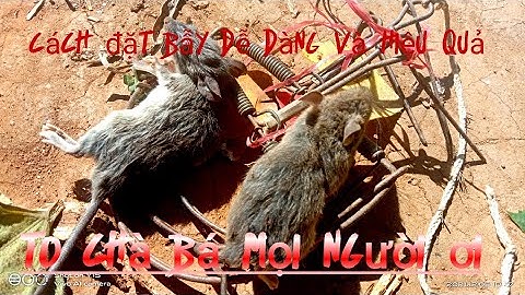 đi thăm bẩy chuột và cách bẩy chuột đồng ở miền núi || tây nguyên