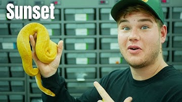 Are Sunset Ball Pythons The Future?
