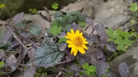 Coolpad Note 3 Lite Rear Camera Video Sample (1080p Unedited)