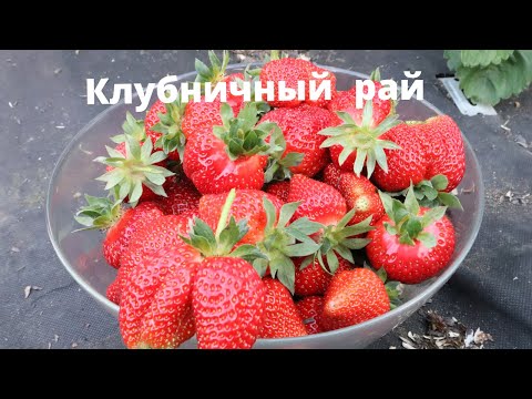 Замечательная клубника со своего огорода. Второй год как переехали с Урала