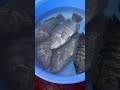 Cá bay trên trời kìa mẹ #shorts