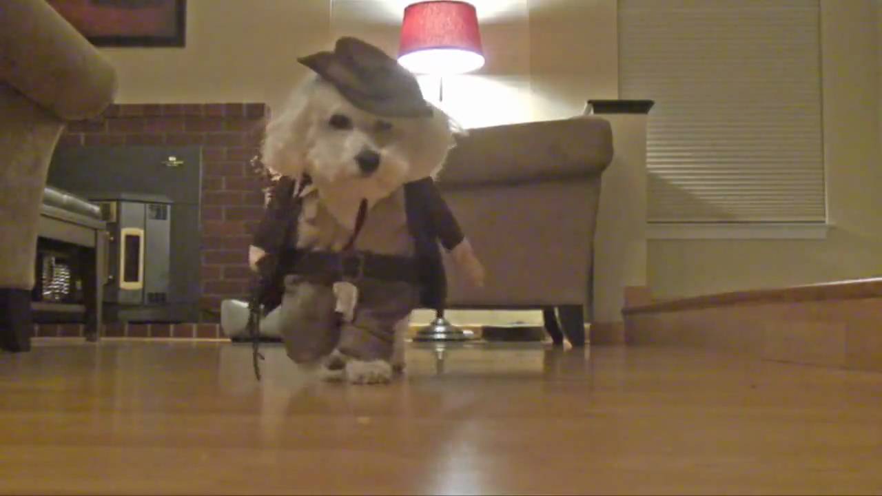 Pet Halloween costume YouTube