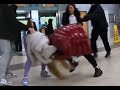 Another girl ned fight at partick train station in glasgow