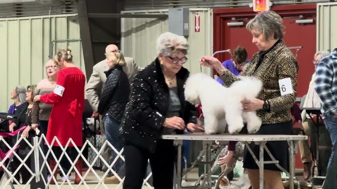 2026-01-11 Bichon Frise Breed Judging Annapolis Kennel Club West Friendship MD