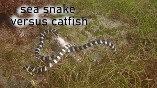 Sea Snake versus Catfish & Toxic Sea Slug