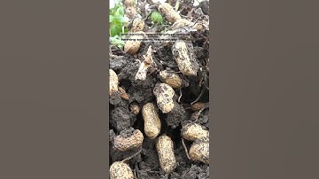 𝗪𝗮𝘁𝗰𝗵 𝘁𝗵𝗶𝘀 𝗩𝗶𝗱𝗲𝗼 𝗼𝗻 𝗬𝗶𝗲𝗹𝗱 𝗣𝗲𝗿𝗳𝗼𝗿𝗺𝗮𝗻𝗰𝗲 #youtubeshorts #shortvideo #short #viralvideo #motivation