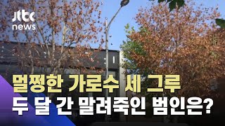 두 달 사이 말라죽은 수령 40년 가로수, 대체 무슨 일? / JTBC News