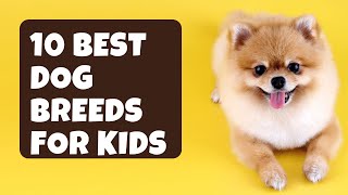 Discover the top 10 dog breeds that are perfect companions for kids! by PetMastery 152 views 6 months ago 8 minutes, 51 seconds