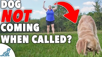 How to Teach Puppy Recall: A Step-by-Step Guide for Beginners