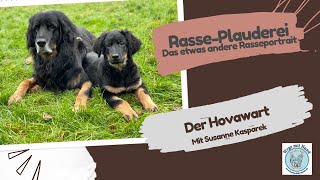 Rasse-Plauderei über den Hovawart mit Susanne Kasparek