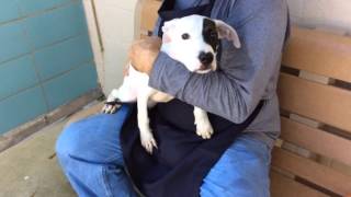 Meet A Terrier Currently Available For Adoption At Petango 9302015 123508 Pm