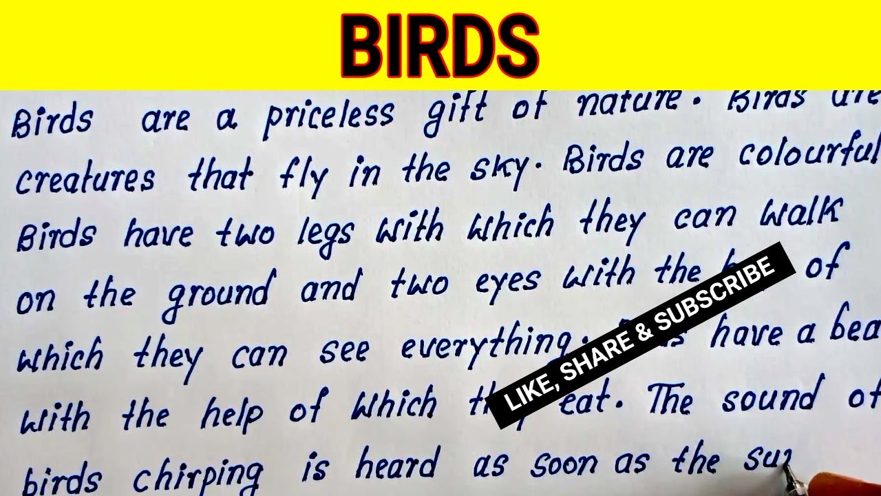 essay about birds