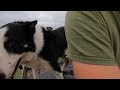 Can a Dog Pen Calves Without Commands!?(Unedited)