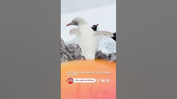 XUẤT HIỆN CHIM CÁNH CỤT LÔNG TRẮNG TẠI CHILE