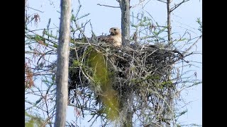 Red-Shouldered Hawk Feeding, Alligator-Water Ripples, Okefenokee Swamp by Class C Explorers 75 views 5 years ago 1 minute, 17 seconds