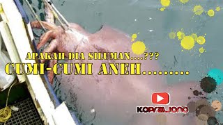 Wow!! Mancing dilaut Ketemu Siluman cumi-cumi 2019 screenshot 5